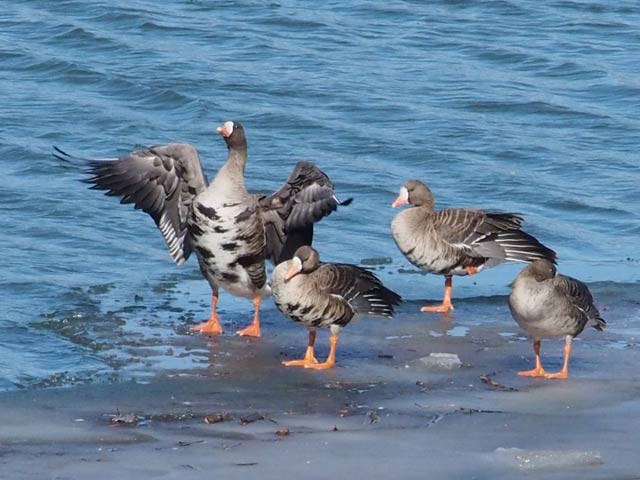 Greater White-fronted Geese - 2/20/2016, Arch St. Bridge, Williamsport © Bobby Brown
