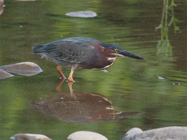 Green Heron - 5/31/2016, Mill St. © Bobby Brown
