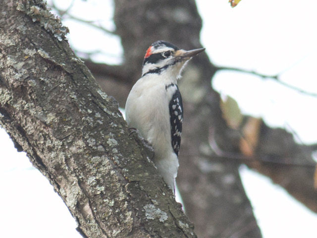 Hairy Woodpecker - 10/20/2015, County Farm Conservation Trail © David Brown