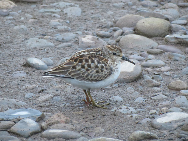Least Sandpiper - 9/13/2015, Mill St. © Bobby Brown