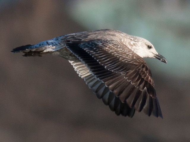 Lesser Black-backed Gull - 4/1/2015, Williamsport Dam © David Brown