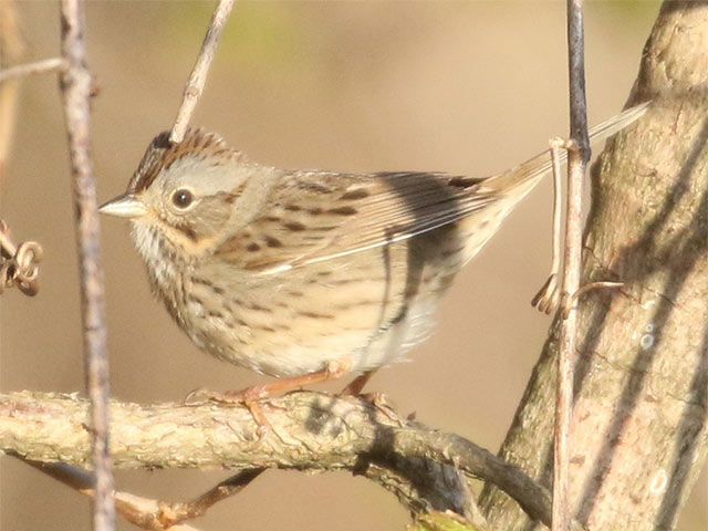 Lincoln's Sparrow - 5/2/2018, Mill St. © Bobby Brown