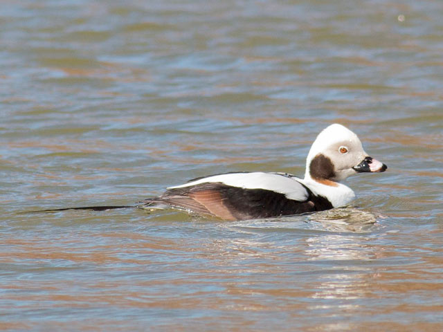 Long-tailed Duck - 3/18/2015, Mill St. © David Brown