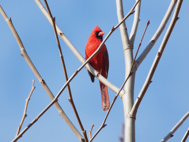 Northern Cardinal - 2/6/2016, County Farm Conservation Trail © Bobby Brown