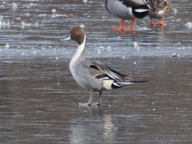 Northern Pintail - 2/5/2017, Indian Park © Bobby Brown