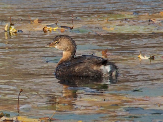 Pied-billed Grebe - 11/5/2016, Indian Park © Bobby Brown