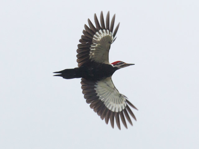 Pileated Woodpecker - 2/25/2016, Route 15 Overlook © David Brown