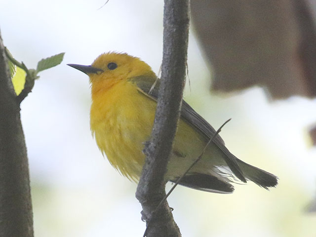 Prothonotary Warbler - 5/21/2020, Indian Park © Bobby Brown