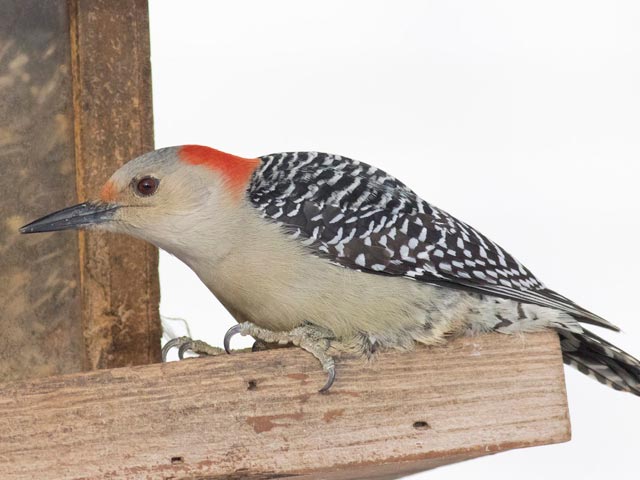 Red-bellied Woodpecker - 12/15/2016, Montoursville © David Brown