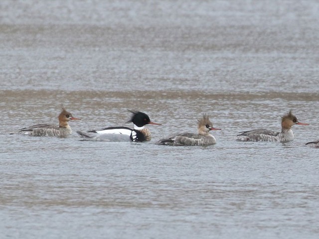 Red-breasted Mergansers - 3/30/2018, Rose Valley Lake © Bobby Brown