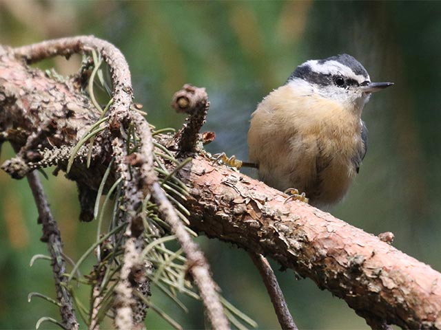 Red-breasted Nuthatch - 11/4/2018, Rose Valley Lake  © Bobby Brown