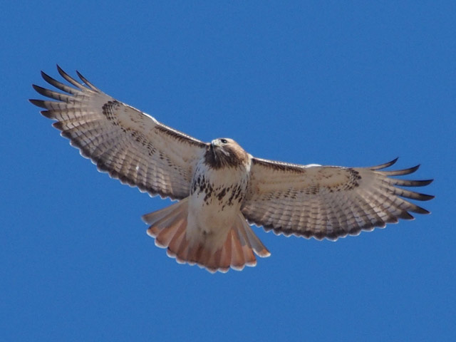 Adult Red-tailed Hawk - 2/14/2016, Mill St. © Bobby Brown