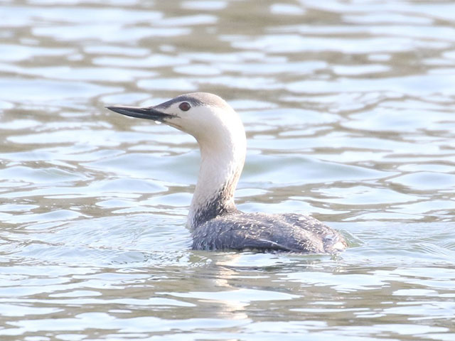 Red-throated Loon - 5/1/2018, Canfield Island © Bobby Brown