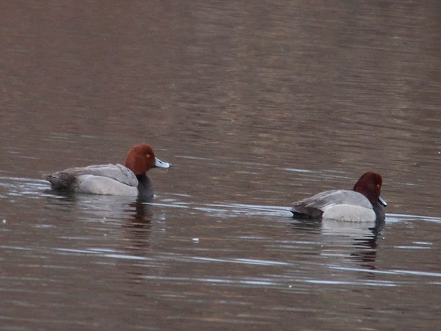 Redhead - 3/5/2016, Indian Park © Bobby Brown