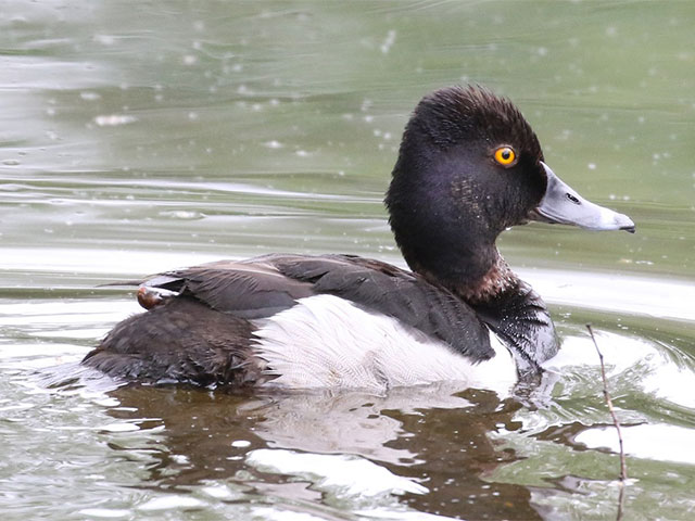 Ring-necked Duck - 6/1/2018, Indian Park © Bobby Brown