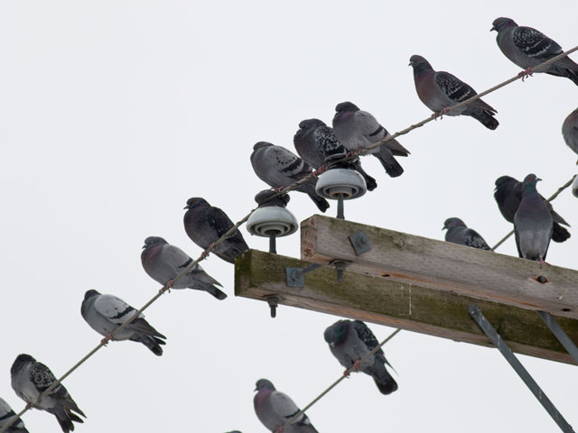 Rock Pigeons perched on power lines - 2/20/2014, Williamsport Dam © David Brown