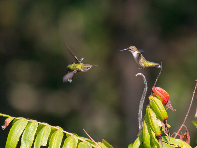 Ruby-throated Hummingbirds - 9/6/2015, Route 15 Overlook © David Brown