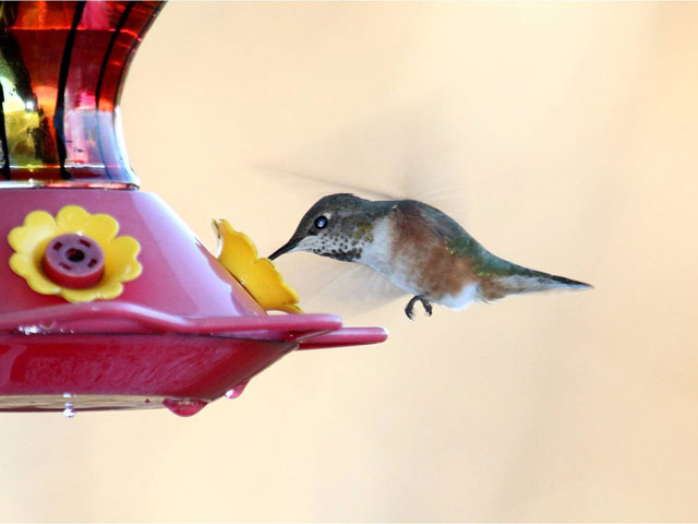 Rufous Hummingbird - Fall 2013, Unityville © Wayne Laubscher