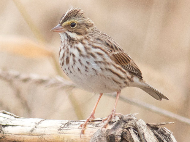 Savannah Sparrow - 10/27/2015, Mill St. © David Brown