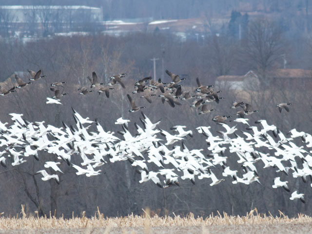 Mixed flock of geese, including Snow, Canada and a Greater White-fronted - 3/15/2015, near Pennsdale © David Brown
