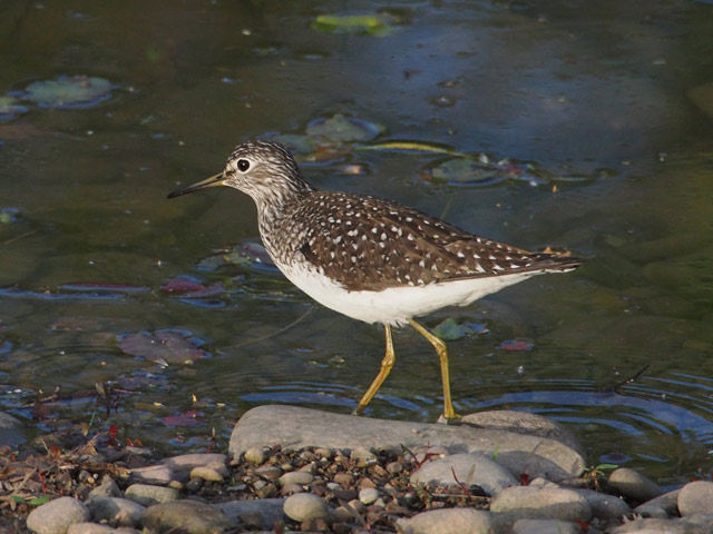 Solitary Sandpiper - 5/7/2016, Indian Park © Bobby Brown
