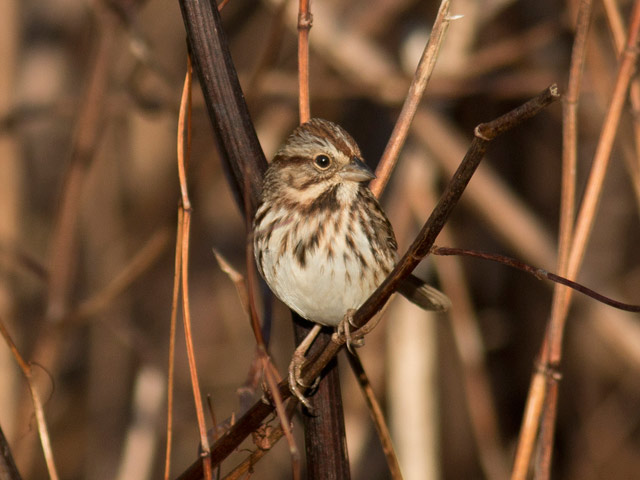 Song Sparrow - 12/4/2015, Canfield Island © David Brown