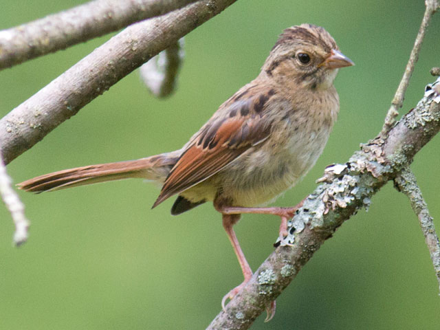 Swamp Sparrow - 8/1/2016, Powys Wetland © David Brown