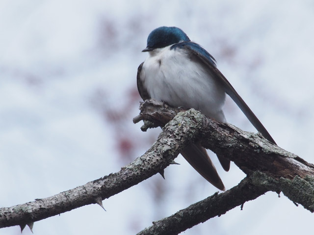 Tree Swallow - 4/3/2016, Montgomery © Bobby Brown