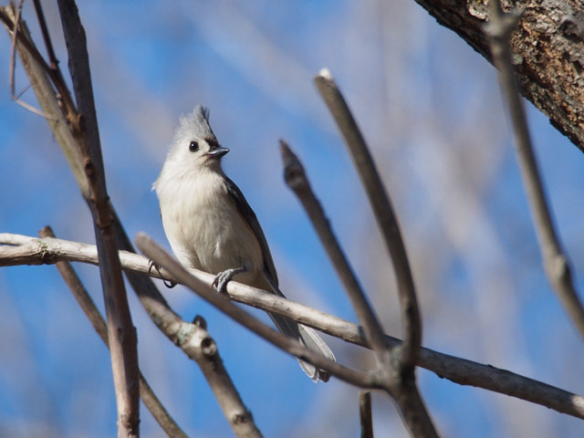 Tufted Titmouse - 2/21/2016, South Williamsport Community Park © Bobby Brown