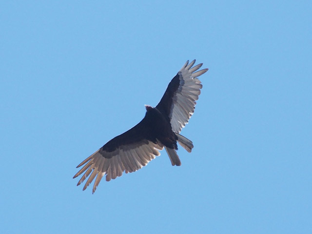 Turkey Vulture (missing some tail feathers) - 4/18/2016, Mill St. © Bobby Brown