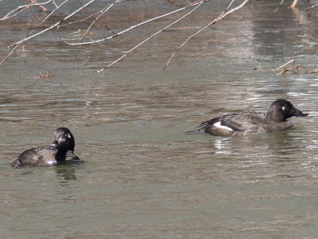 White-winged Scoters - 3/18/2015, Mill St. © David Brown