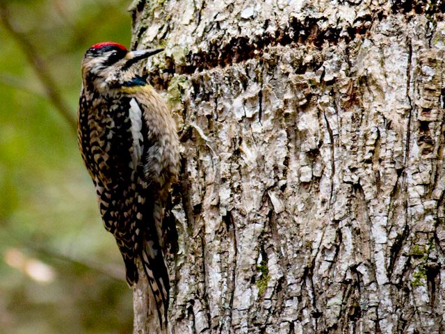 Yellow-bellied Sapsucker - 4/15/2015, Jacoby Falls Trail © David Brown