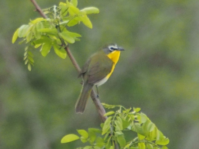 Yellow-breasted Chat - 5/17/2016, Mill St. © Bobby Brown
