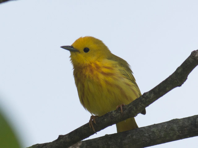 Yellow Warbler - 5/26/2016, Lime Bluff Recreation Area © David Brown