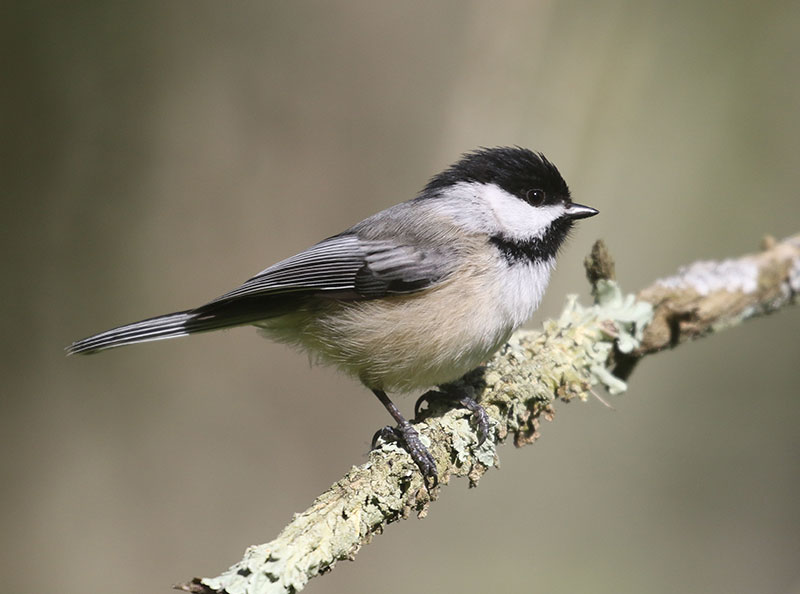 Black-capped Chickadee