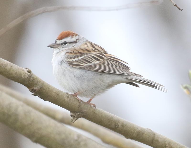 Chipping Sparrow