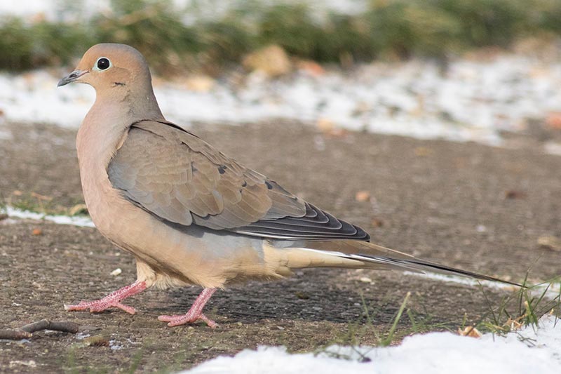 Mourning Dove