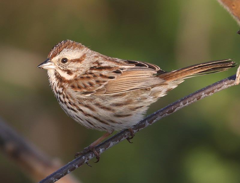 Song Sparrow