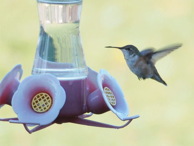 Rufous Hummingbird near Elimsport during the 2016 Williamsport Christmas Bird Count.