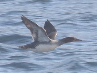 Hybrid Common Merganser x Hooded Merganser &copy; Bobby Brown