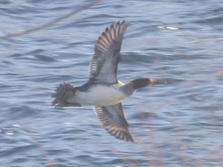 Hybrid Common Merganser x Hooded Merganser &copy; Bobby Brown