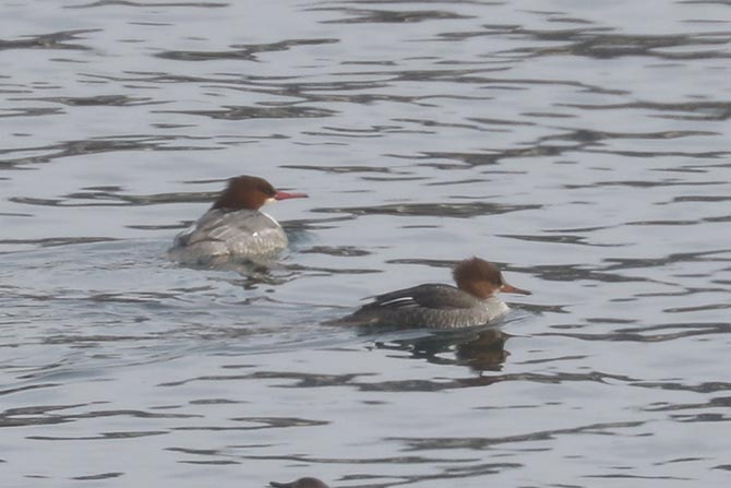 Hybrid Common Merganser x Hooded Merganser (front) with Common Merganser (back)