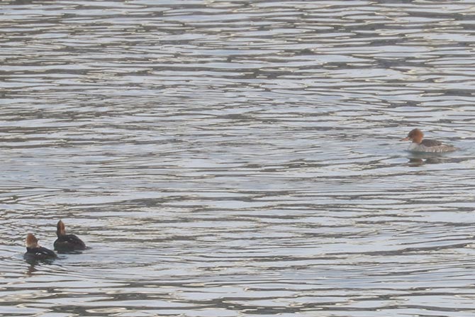 Hybrid Common Merganser x Hooded Merganser (front) with Common Merganser (back)