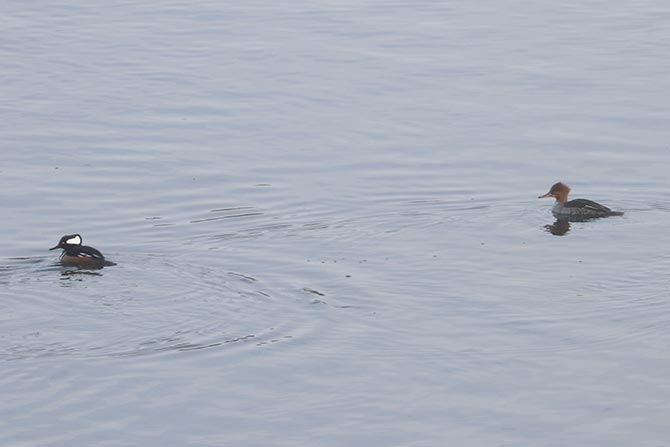 Hybrid Common Merganser x Hooded Merganser (right), with female Common Merganser (front) and male and female Hooded Mergansers (back)