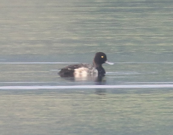 Lesser Scaup, 6/21/2020