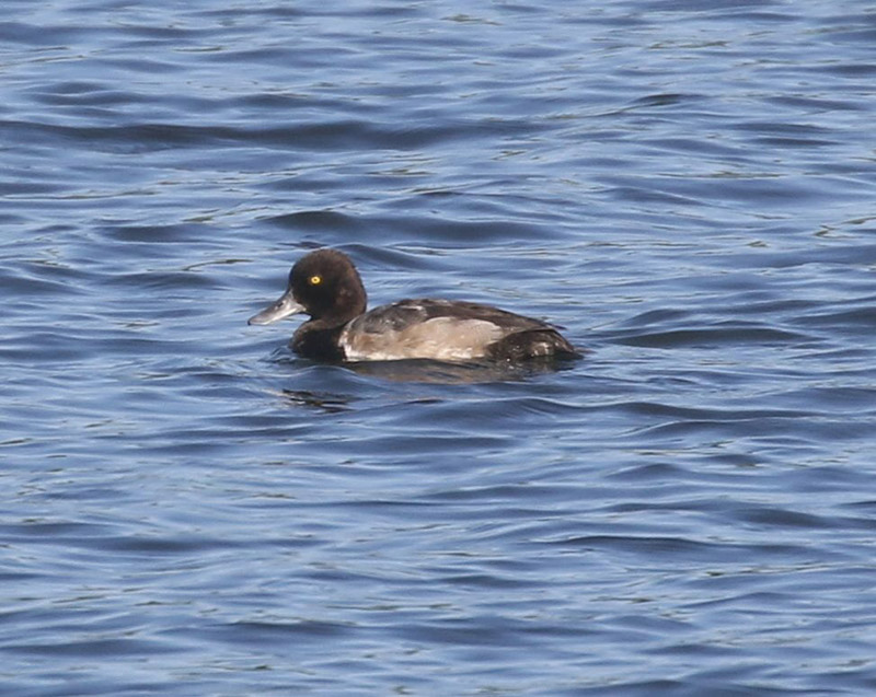 Lesser Scaup, 7/12/2020