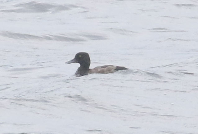 Lesser Scaup, 8/2/2020