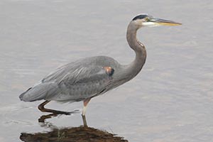 Great Blue Heron &copy; Bobby Brown