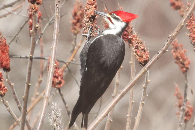 Pileated Woodpecker &copy; Bobby Brown