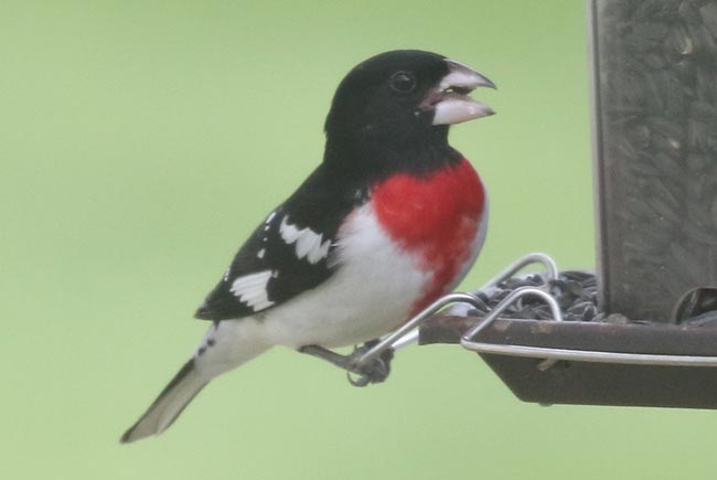 Rose-breasted Grosbeak &copy; Bobby Brown